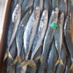 Blue Mackerel Scad