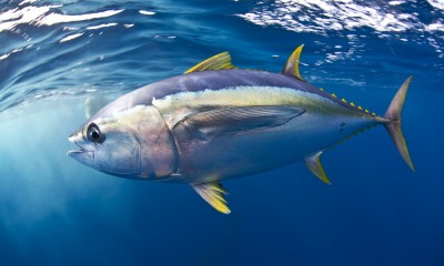 Yellowfin Tuna