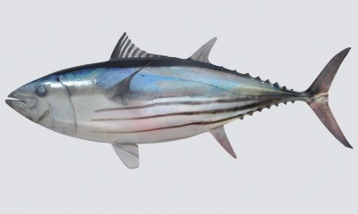 Skipjack Tuna