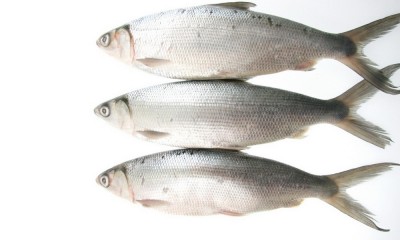 Milkfish